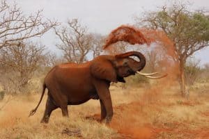 Dwanggedachten en de roze olifant