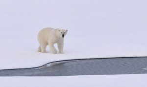 Slapeloosheid witte ijsbeer