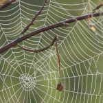 spinfobie web